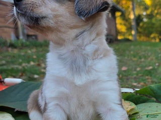 Mixed Breed dogs - Ad 12