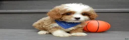 Cavapoo dogs for sale: Scout - Ad 7