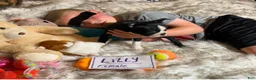 Boston Terrier dogs for sale:  Lilly - Ad 4