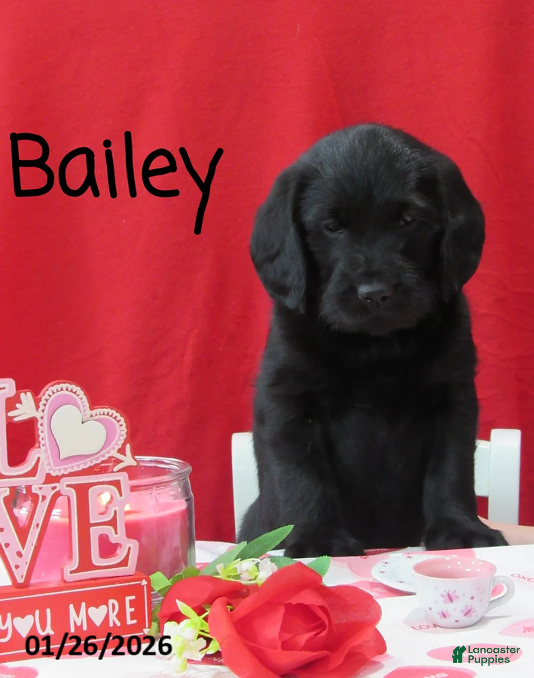 Labradoodle dogs for sale: Bailey - Ad 2