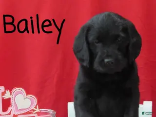Labradoodle dogs Bailey - Ad 7