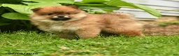 Pomeranian dogs for sale: Harley - Ad 2