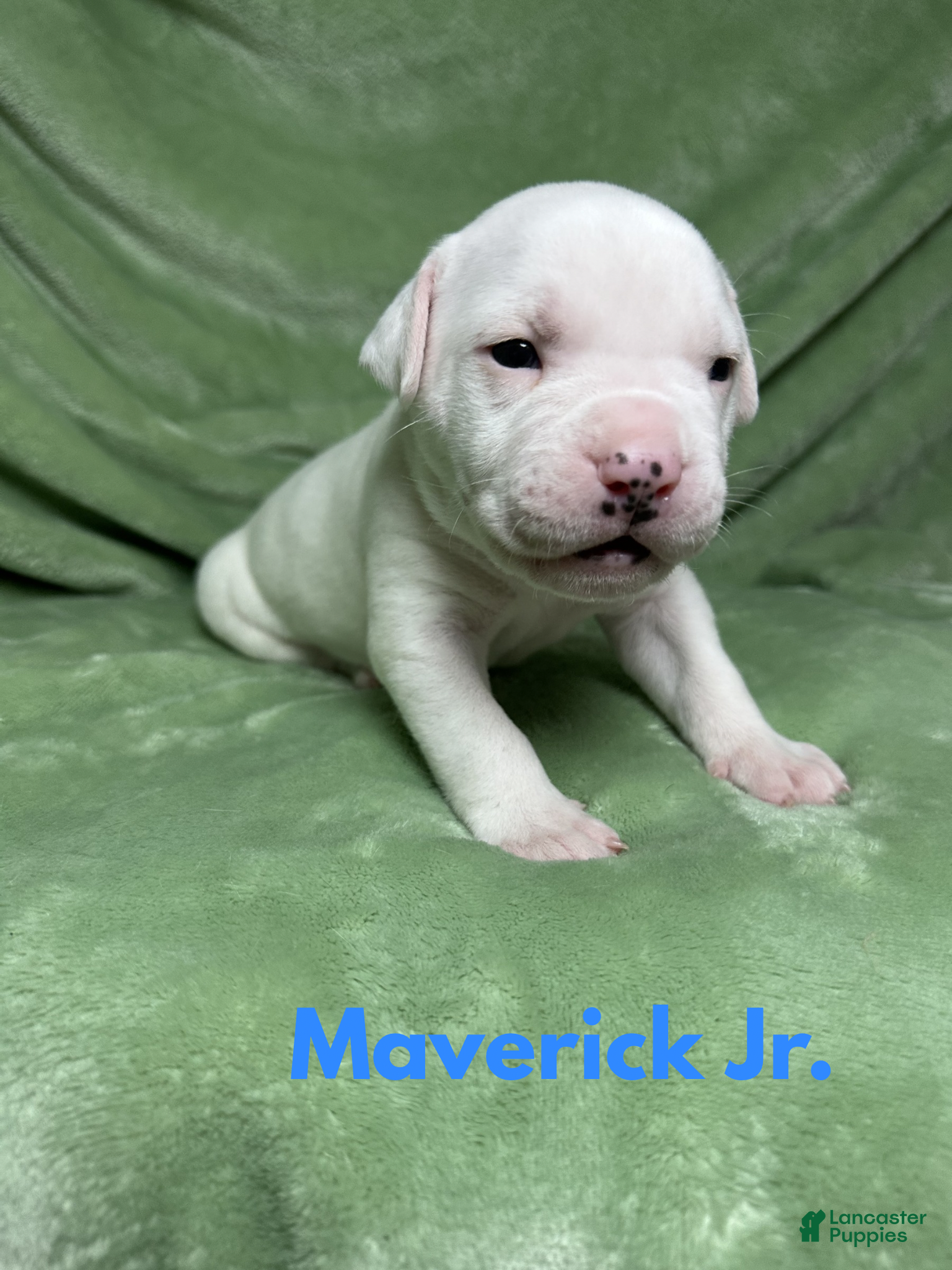 American Bulldog dogs American Bulldog Puppy 2 - Ad 2