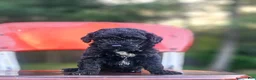 Mini Bernedoodle dogs for sale: Midnight  - Ad 8