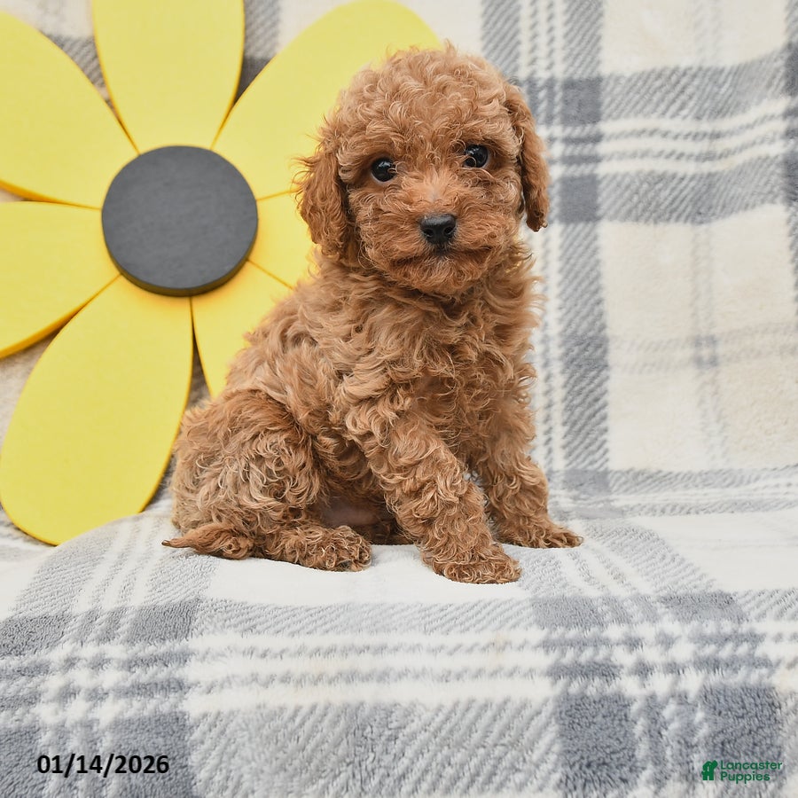 Miniature Poodle dogs Jack  - Ad 22