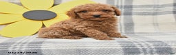 Miniature Poodle dogs for sale: Jack  - Ad 1