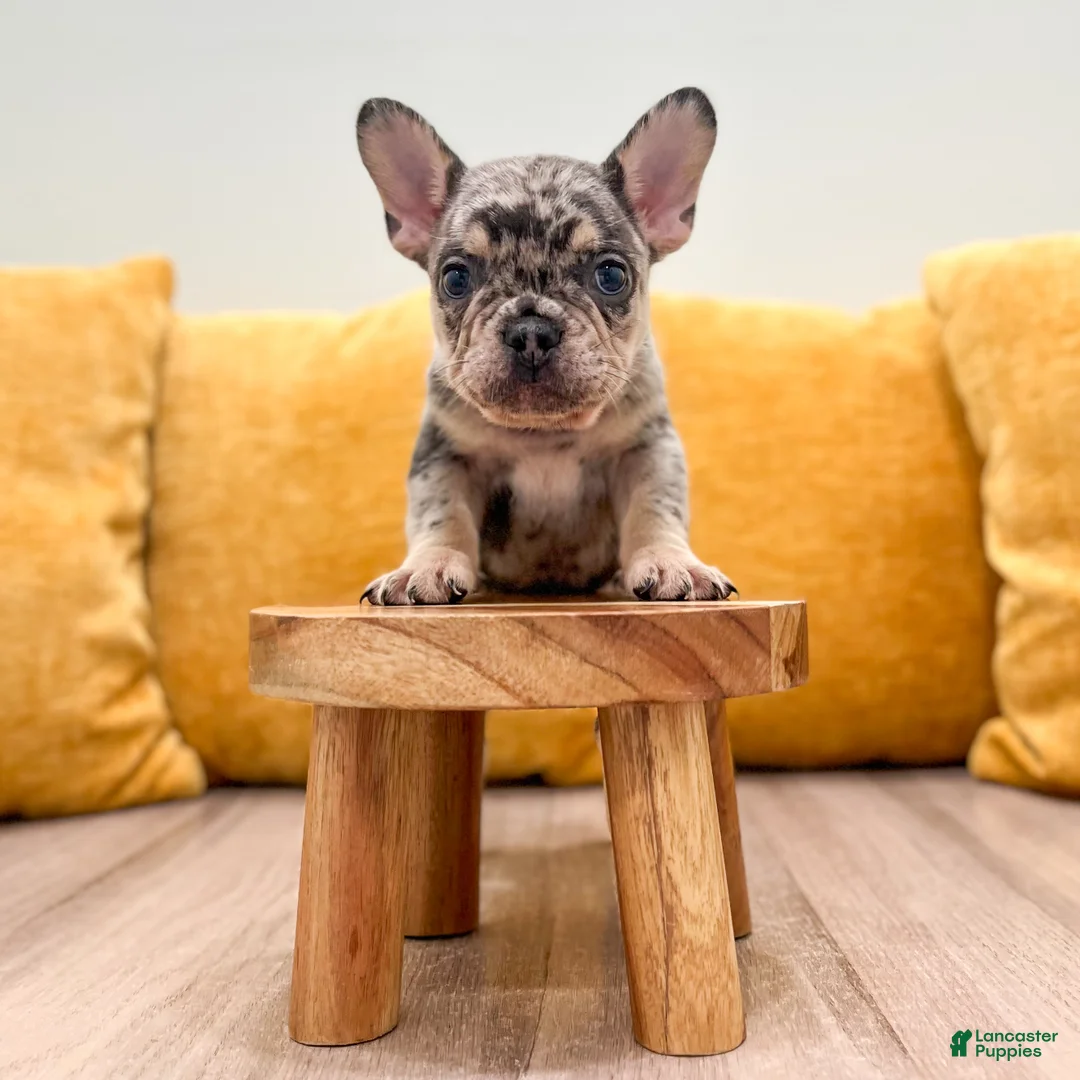 French Bulldog dogs for sale: Leo - Ad 2