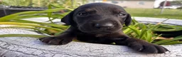 Mixed Breed dogs for sale: Crunch - Ad 2