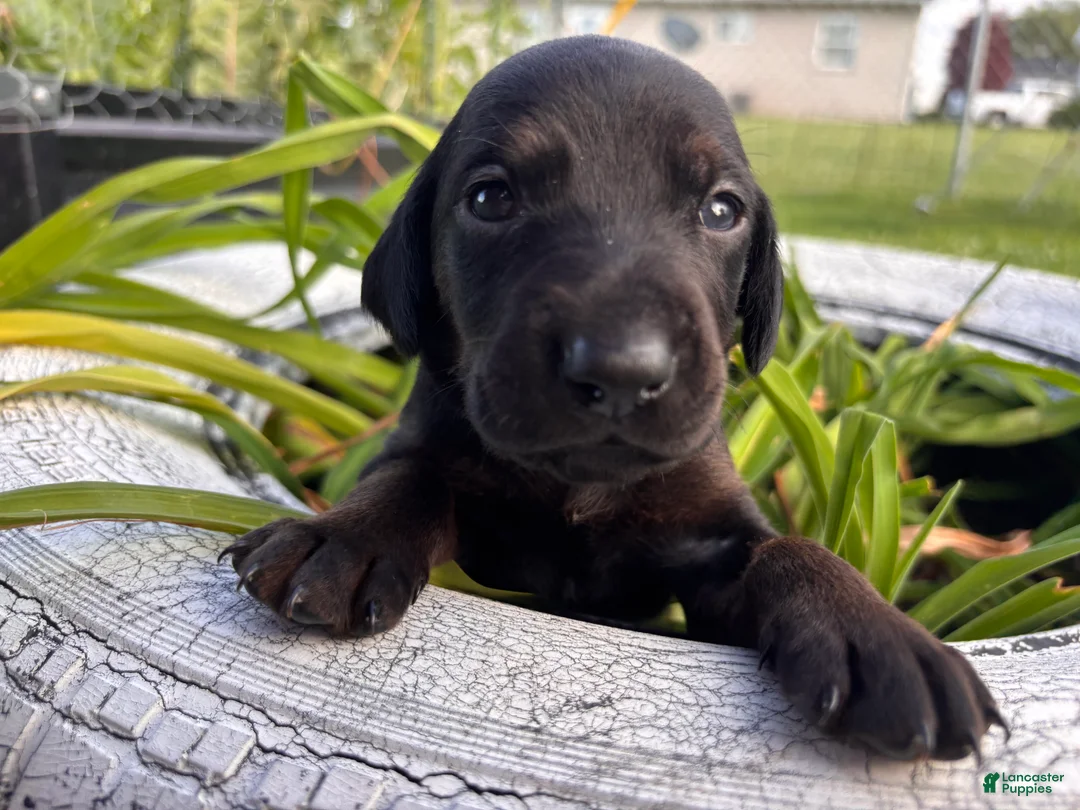 Mixed Breed dogs for sale: Crunch - Ad 2