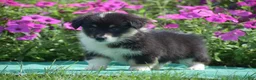 Welsh Corgi Pembroke dogs for sale: Jacey - Ad 5