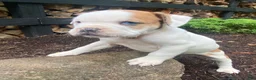 Mixed Breed dogs for sale: Minnie - Ad 13