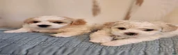 Maltipoo dogs for sale: Maltipoo 2 - Ad 3