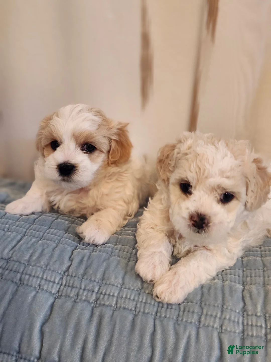 Maltipoo dogs for sale: Maltipoo 2 - Ad 3