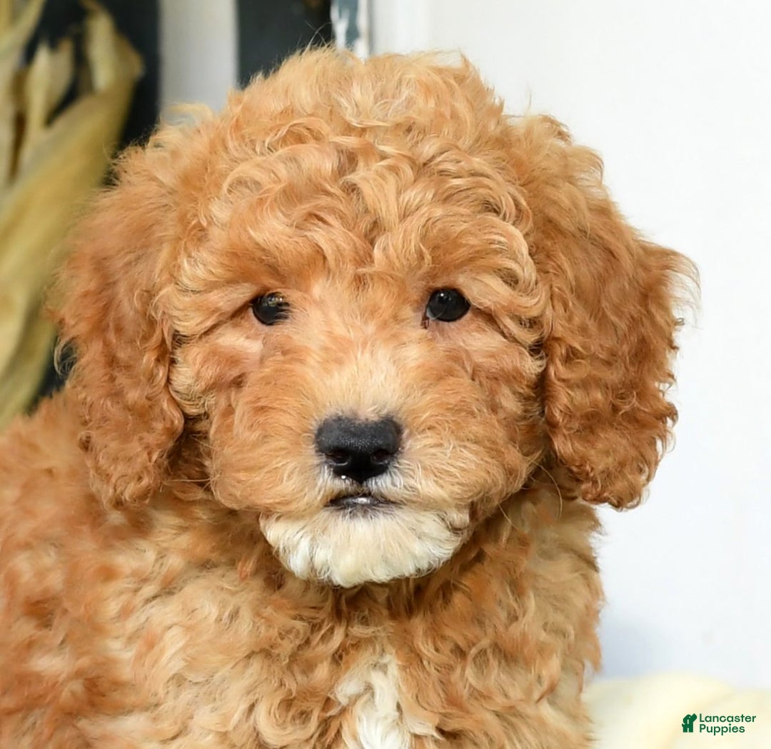 Mixed Breed dogs for sale: Wilbur - Ad 9