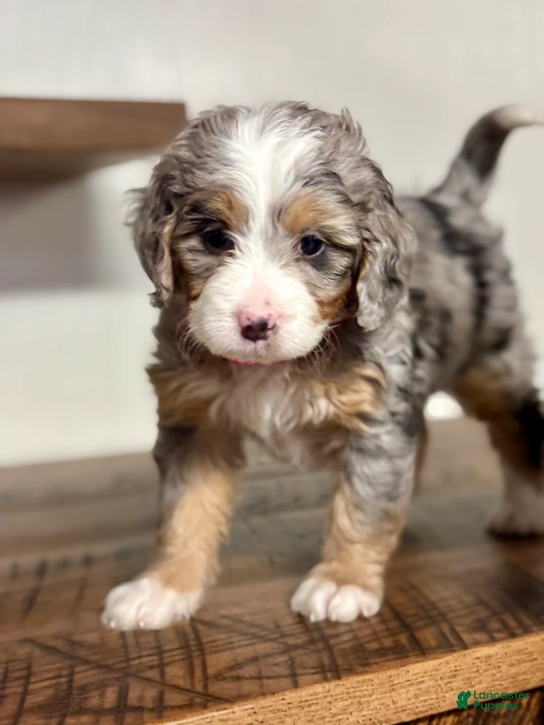 Mini Bernedoodle dogs for sale: Chloe Mini Bernedoodle Puppy 2 - Ad 3