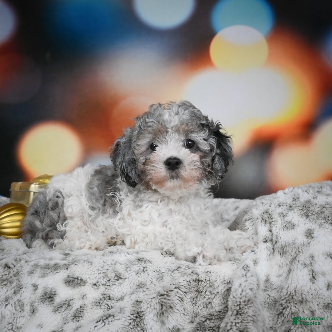 Cockapoo dogs for sale: Carl - Ad 5