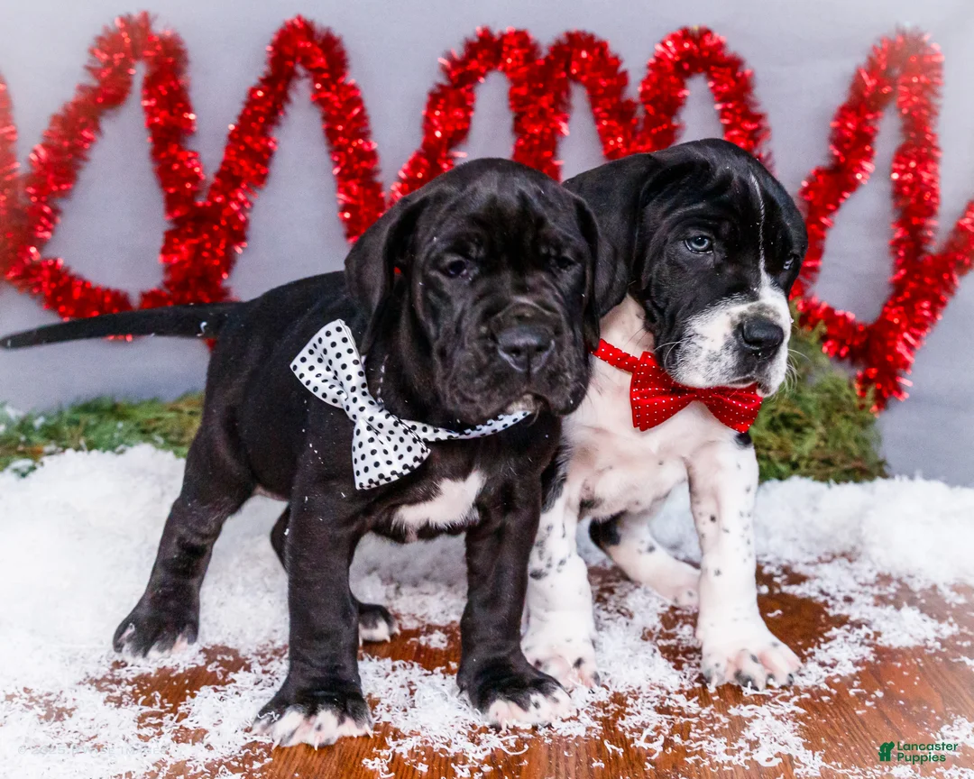 Great Dane dogs for sale: Cookie - Ad 32