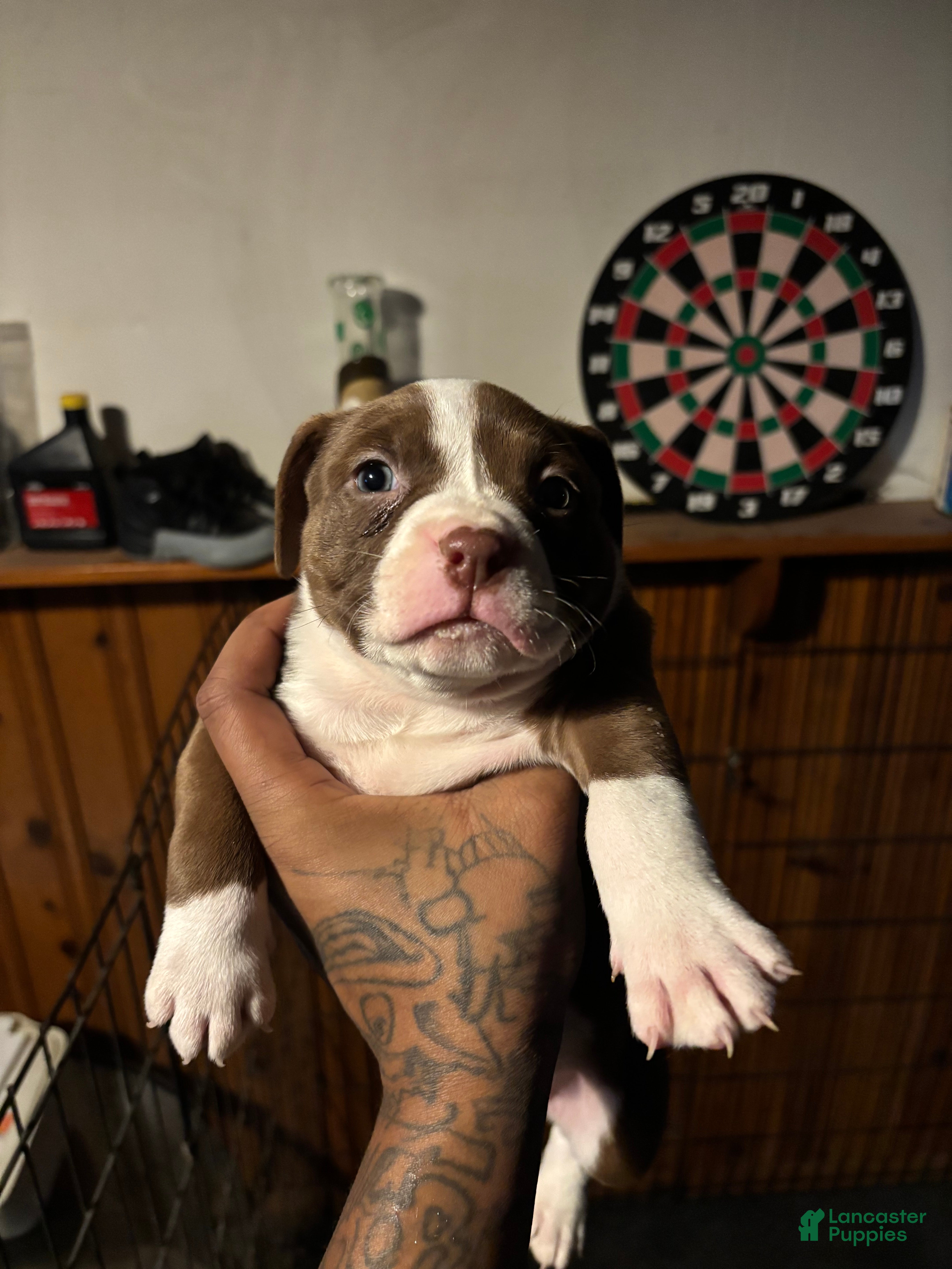 Mixed Breed dogs Mixed Breed Puppy 4 - Ad 2