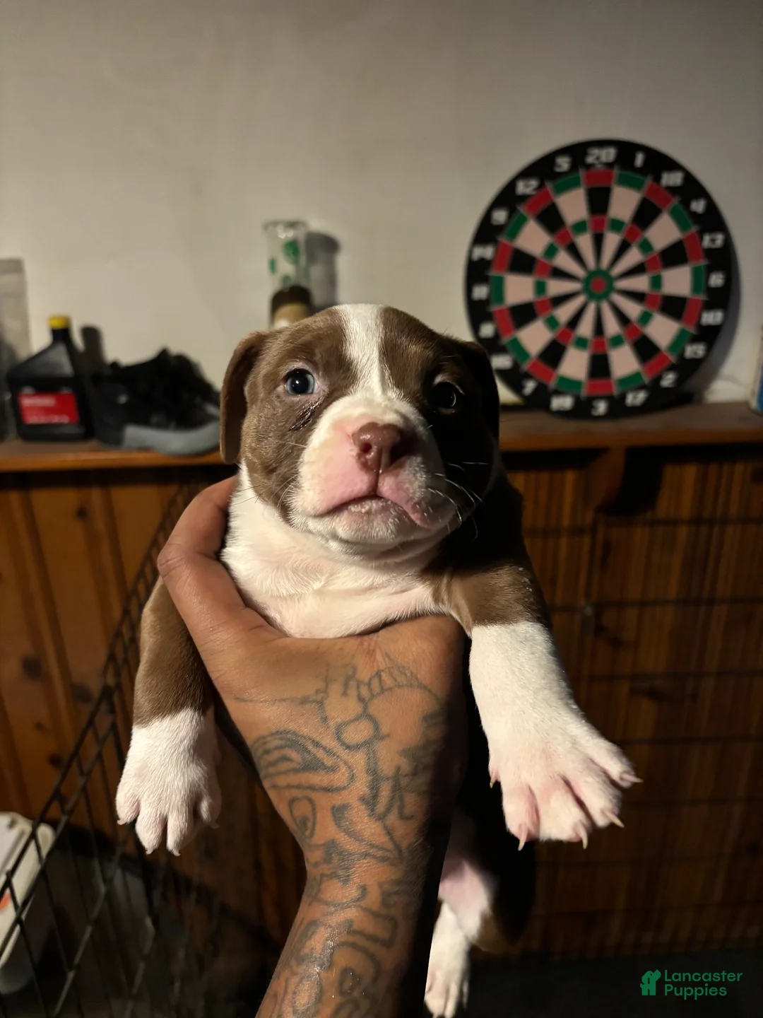 Mixed Breed dogs for sale: Mixed Breed Puppy 4 - Ad 1