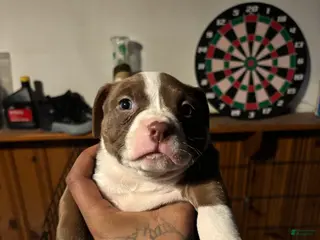 Mixed Breed dogs Mixed Breed Puppy 4 - Ad 2