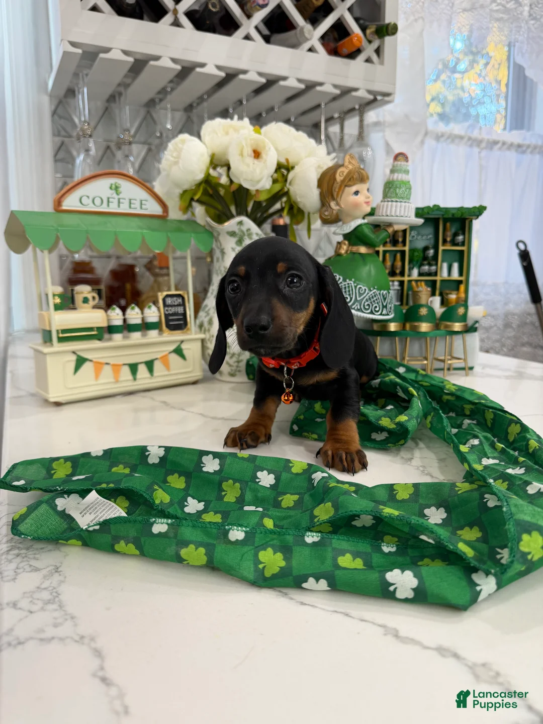 Miniature Dachshund dogs for sale: John  - Ad 1