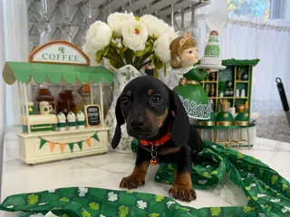 Miniature Dachshund dogs John - Ad 6