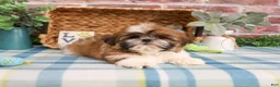 Shih Tzu dogs for sale: Theon  - Ad 4
