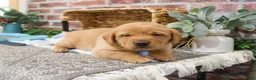Labrador Retriever dogs for sale: Dustin - Ad 4