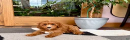 Cavapoo dogs for sale: Cavapoo 1 - Ad 11
