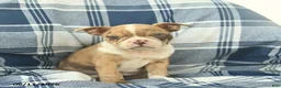 Boston Terrier dogs for sale: Fawn  - Ad 3