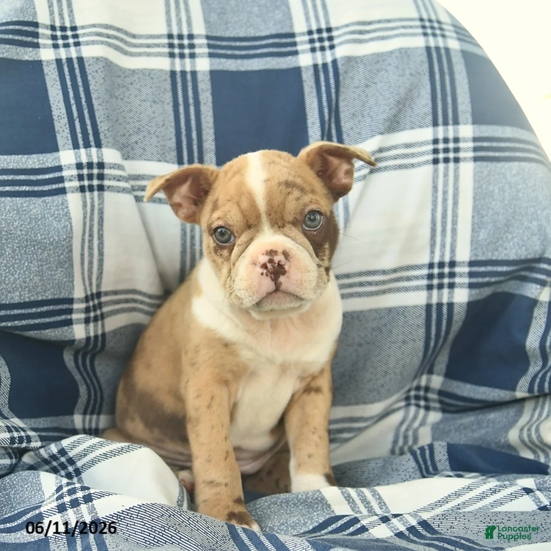 Boston Terrier dogs for sale: Fawn  - Ad 3