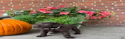Labrador Retriever dogs for sale: Molly - Ad 3