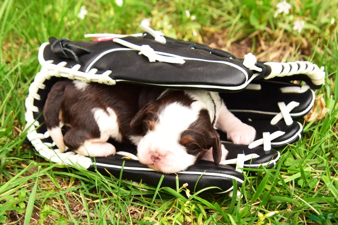 English Springer Spaniel dogs for sale: Zinc - Ad 1