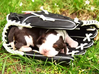 English Springer Spaniel dogs Zinc - Ad 10