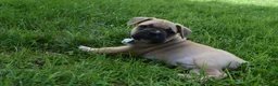 Frug dogs for sale: Mario  - Ad 1