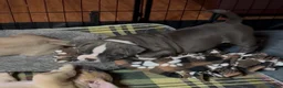 American Bully dogs for sale: American Bully 3 - Ad 7