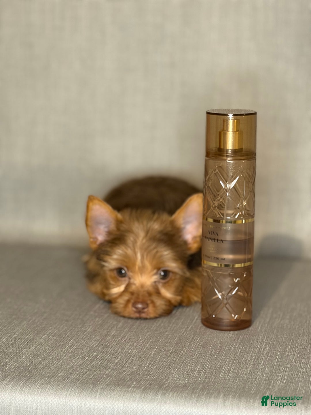 Yorkshire Terrier dogs for sale: Jewel *GET NOW* PAY LATER* - Ad 4