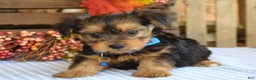 Yorkshire Terrier dogs for sale: Dasher - Ad 6