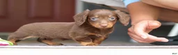 Miniature Dachshund dogs for sale: Landry - Ad 13