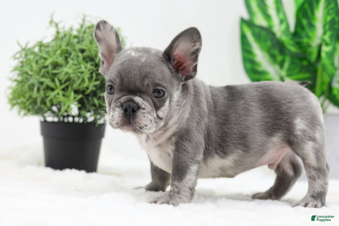 French Bulldog dogs for sale: Edison - Ad 8