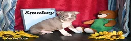Boston Terrier dogs for sale: Smokey - Ad 3