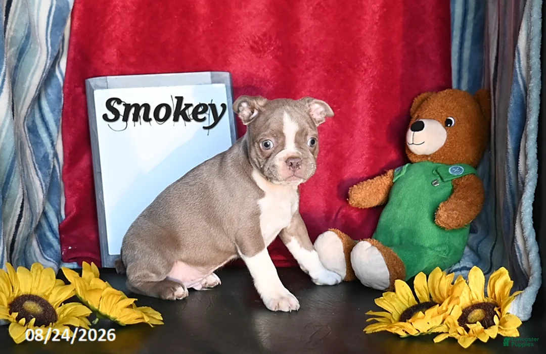 Boston Terrier dogs for sale: Smokey - Ad 3