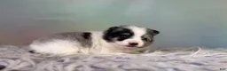 Pomeranian dogs for sale: Tux - Ad 8