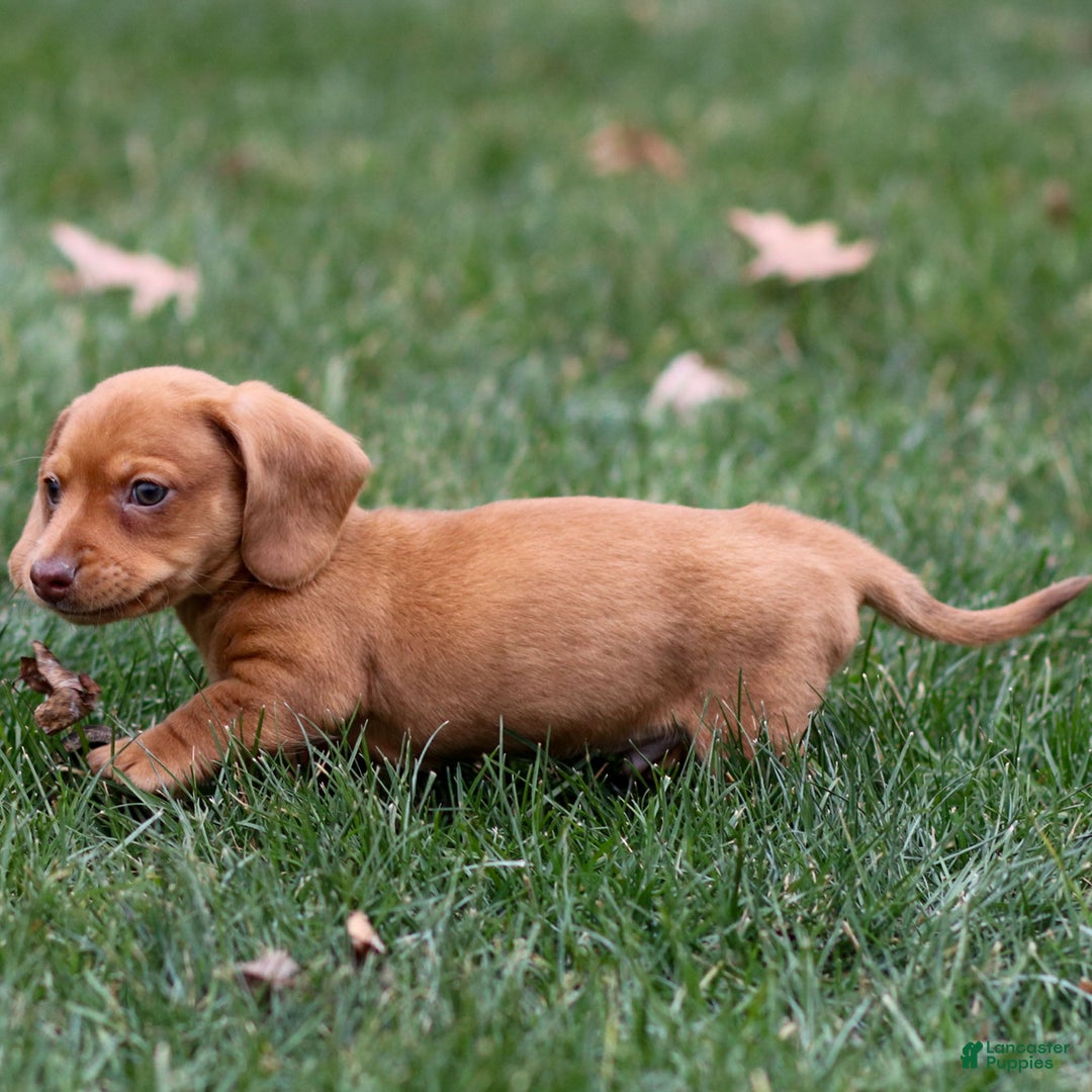 Dachshund dogs for sale: Harley - Ad 2
