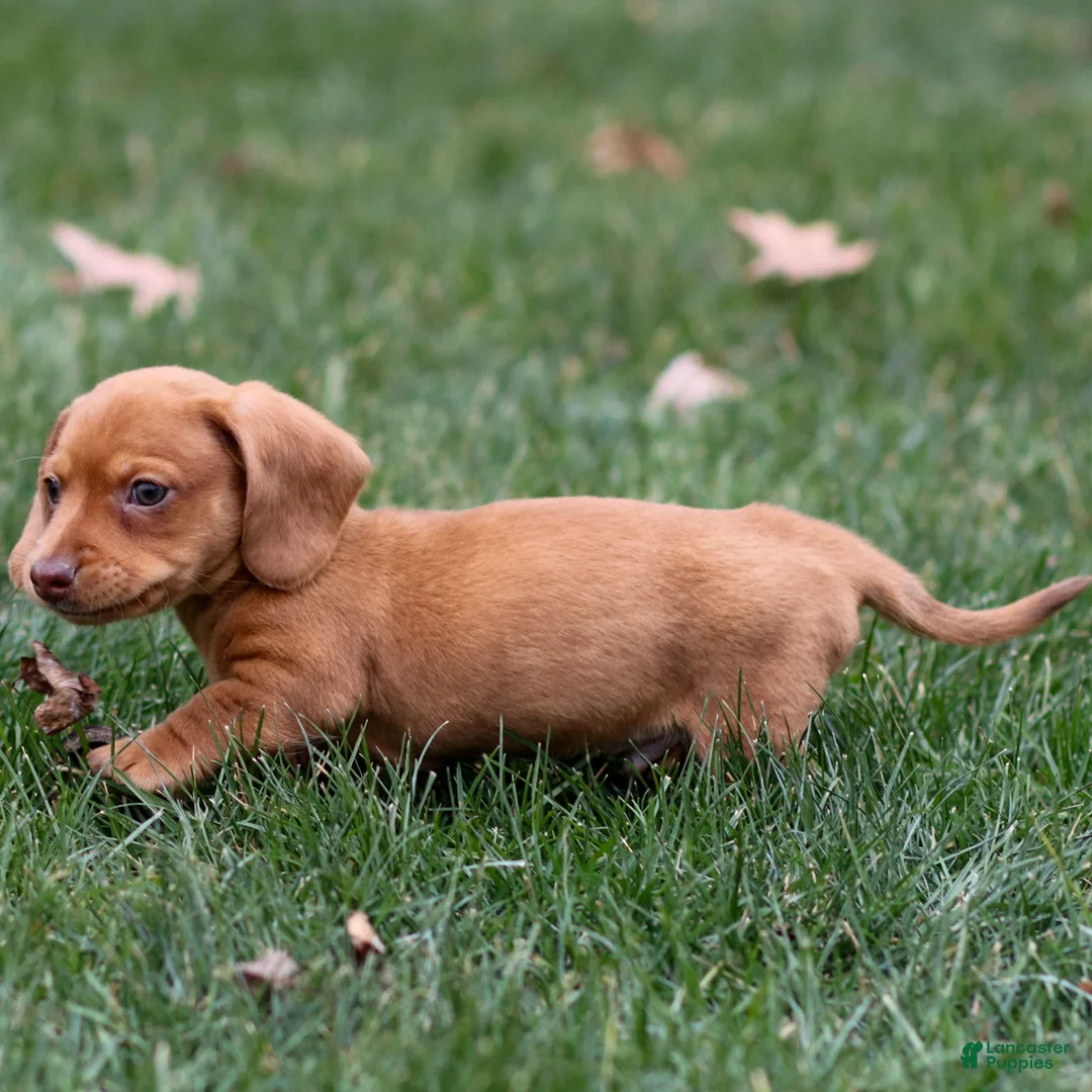 Dachshund dogs for sale: Harley - Ad 6