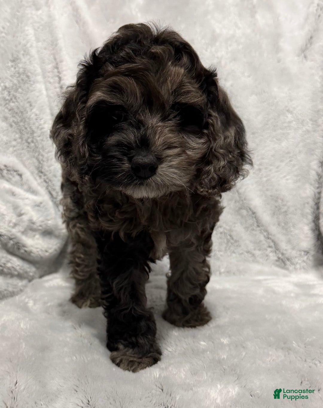 Cavapoo dogs for sale: Alex - Ad 4