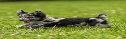 Chihuahua dogs for sale: Ryder Chihuahua Puppy  - Ad 13