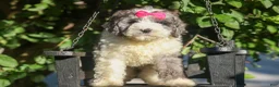Cavapoo dogs for sale:  Gabby 🩷🐶 - Ad 12