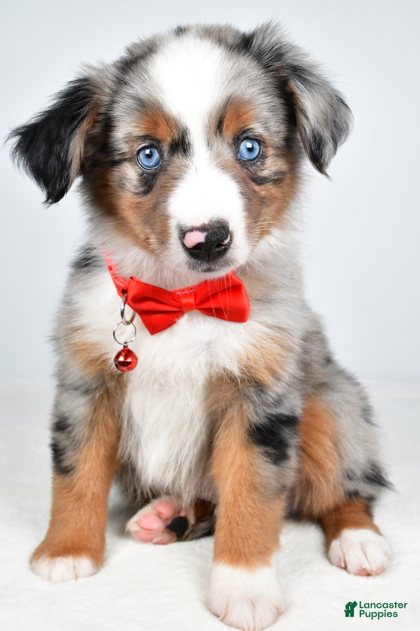 Miniature Australian Shepherd dogs Marshall - Ad 1