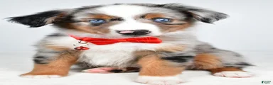 Marshall